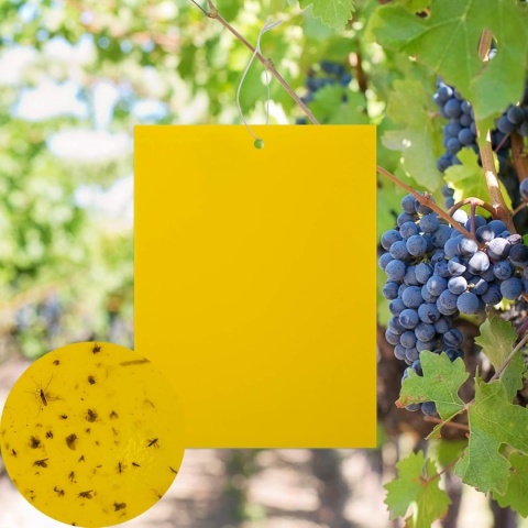 20x Żółte lepy do doniczek na owady ziemiórki mszyce muszki 10x15