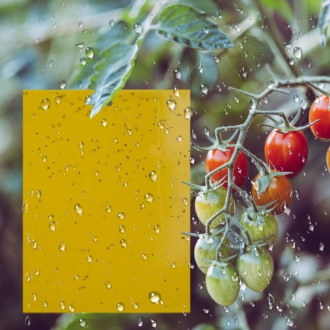 20x Żółte lepy do doniczek na owady ziemiórki mszyce muszki 10x15