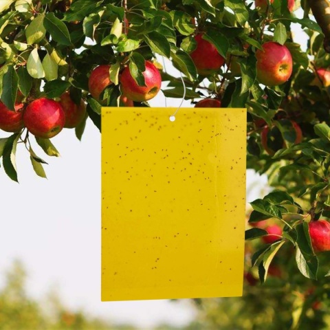 20x Żółte lepy do doniczek na owady ziemiórki mszyce muszki 10x15