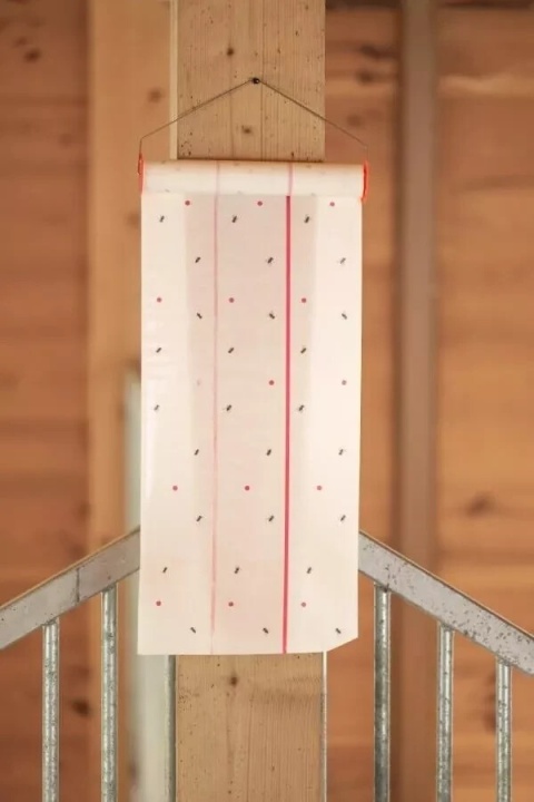 Lep na muchy pułapka lepowa na owady w rolce