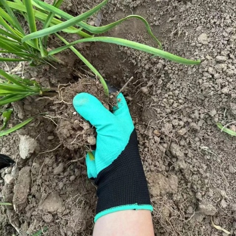 Rękawice Ogrodowe z Pazurami do Kopania Grabie Rękawiczki Pazurki